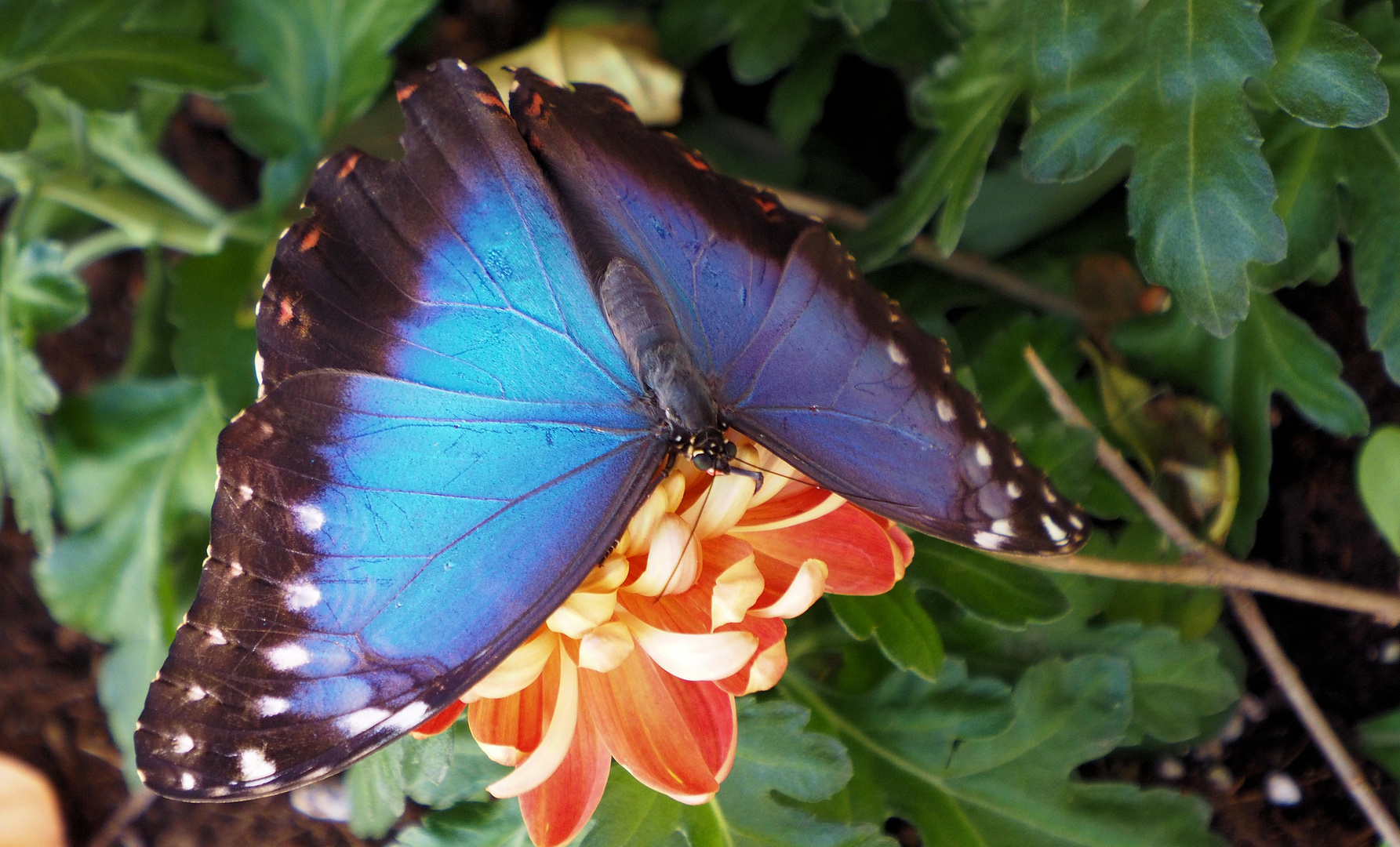 Mein erster Morpho peleides ist da... 