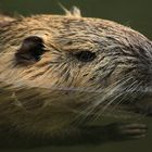 Mein erster Nutria in freier Natur