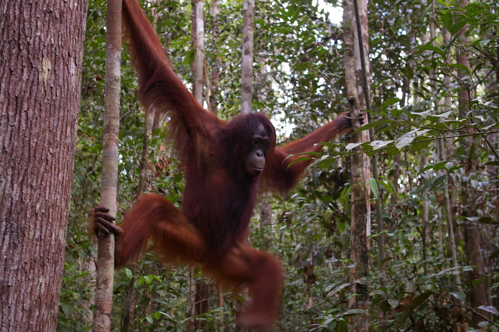 Mein erster Orang Utan