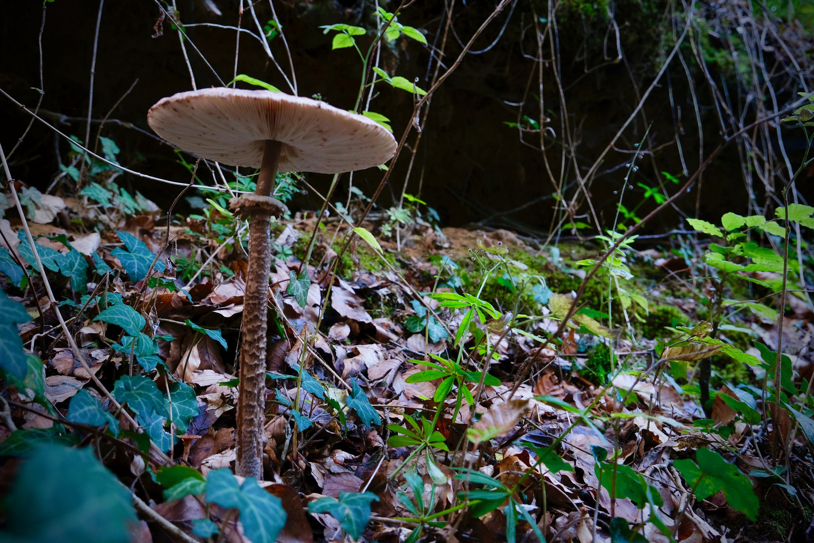 mein erster Pilz 2022