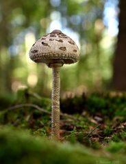 Mein erster Pilz in diesem Jahr (Parasol)