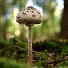 Mein erster Pilz in diesem Jahr (Parasol)