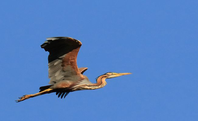 Mein erster Purpurreiher