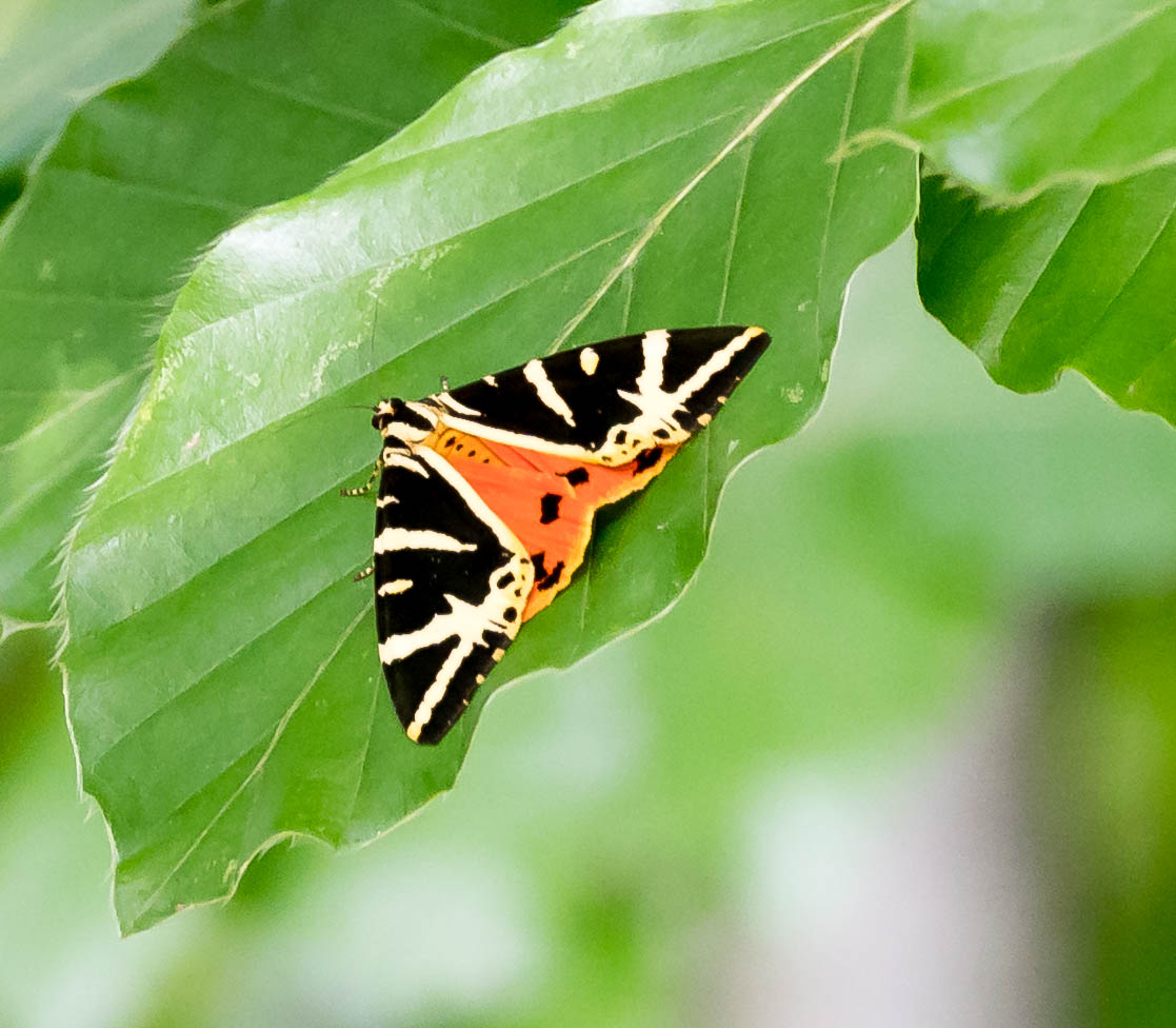 Mein erster Russischer Bär (Schmetterling..)