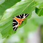 Mein erster Russischer Bär (Schmetterling..)