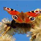 Mein erster Schmetterling