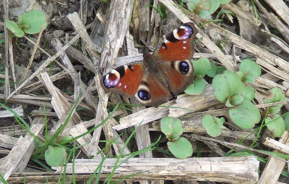 Mein erster Schmetterling