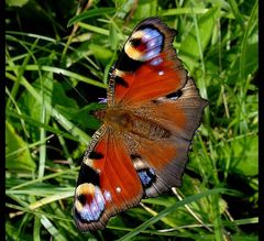 Mein erster Schmetterling