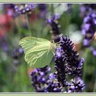 Mein erster Schmetterling