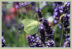 Mein erster Schmetterling