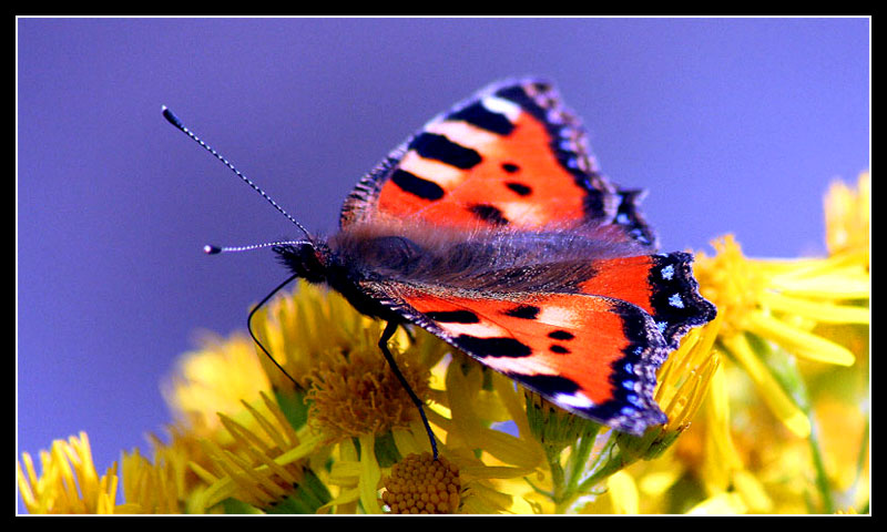 Mein erster Schmetterling :-)