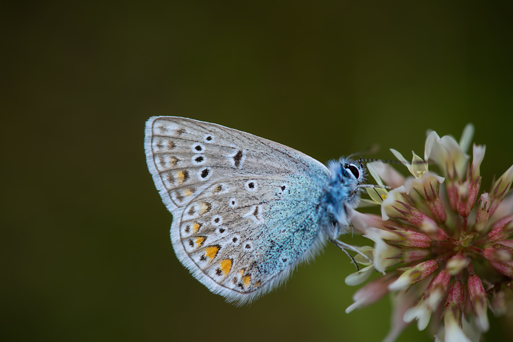 Mein erster Schmetterling