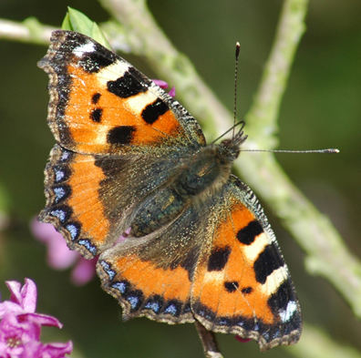 Mein erster Schmetterling