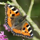 Mein erster Schmetterling