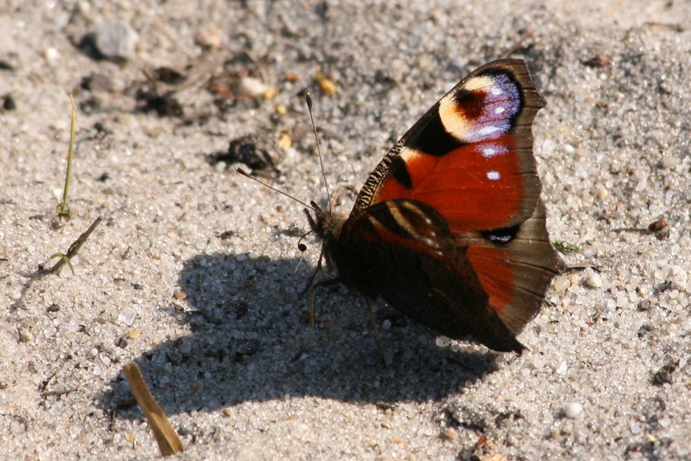 Mein erster Schmetterling 2008 (Pfauenauge)