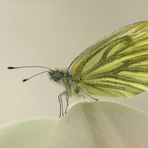 Mein erster Schmetterling 2009