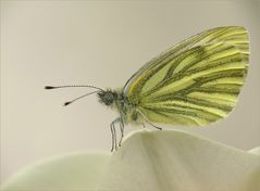 Mein erster Schmetterling 2009