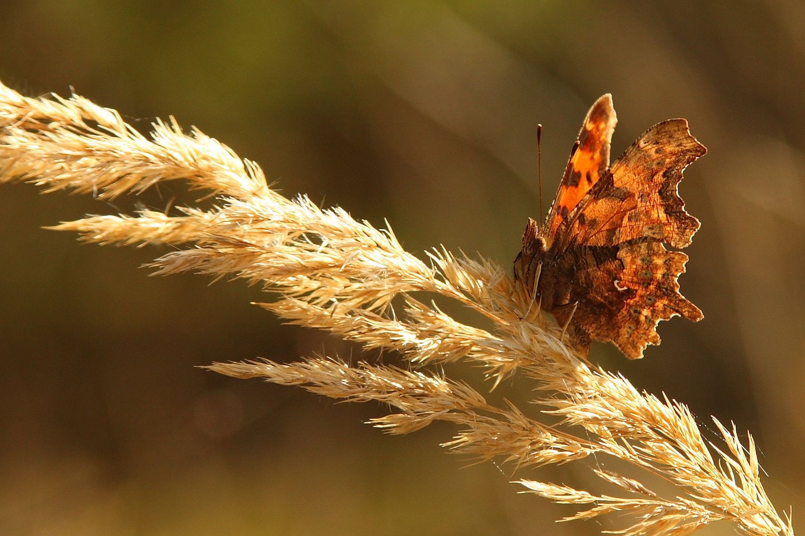 Mein erster Schmetterling 2010