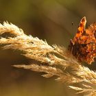 Mein erster Schmetterling 2010