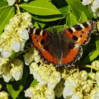 Mein erster Schmetterling 2015