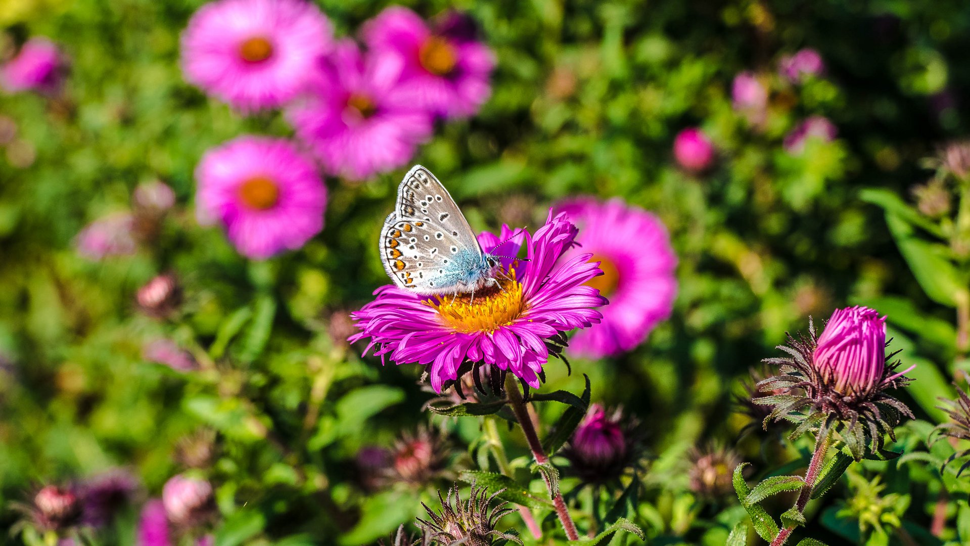 Mein erster Schmetterling 2016