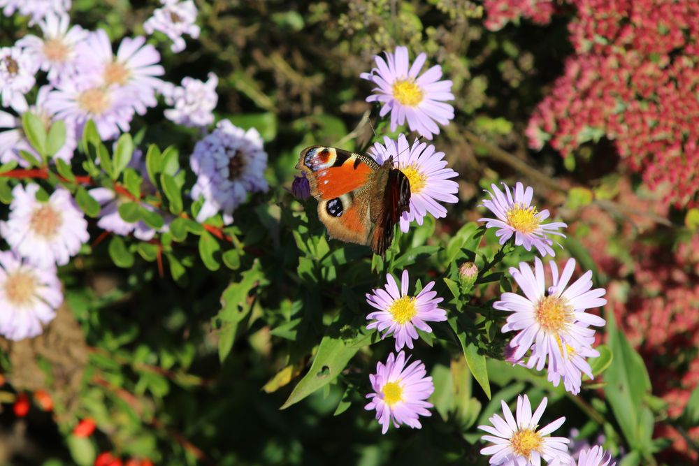 Mein erster Schmetterling 2021