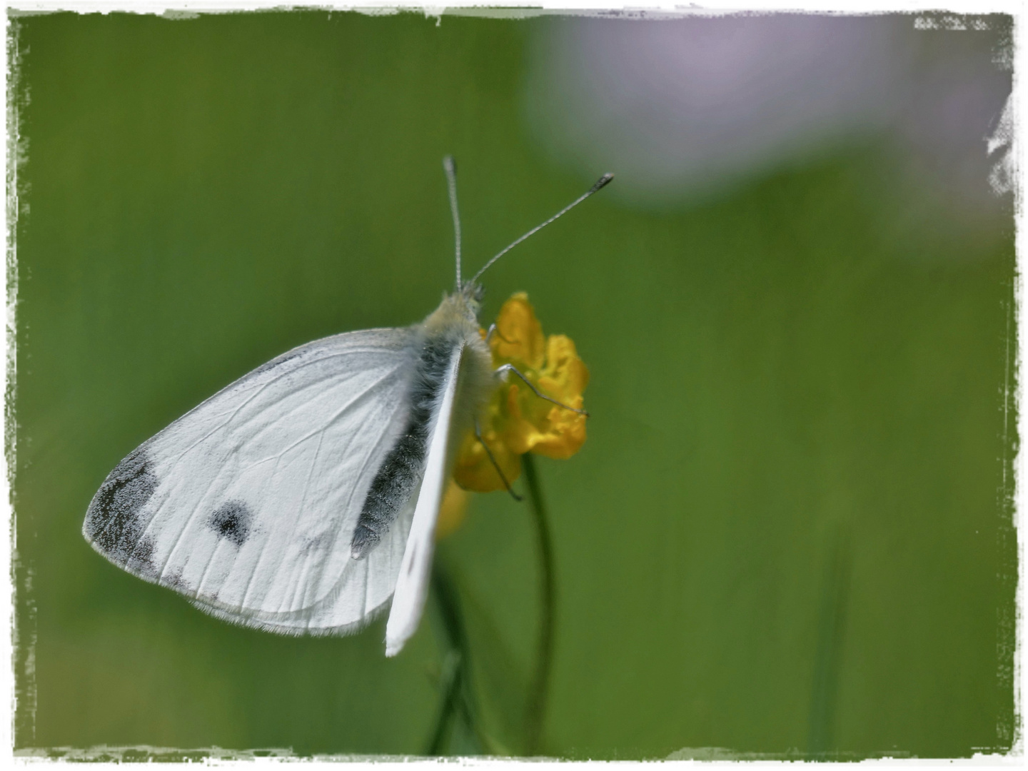 Mein  erster Schmetterling 2022