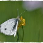 Mein  erster Schmetterling 2022