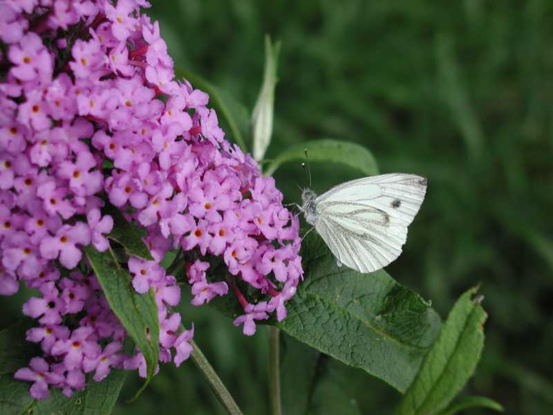 Mein erster Schmetterling