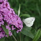 Mein erster Schmetterling