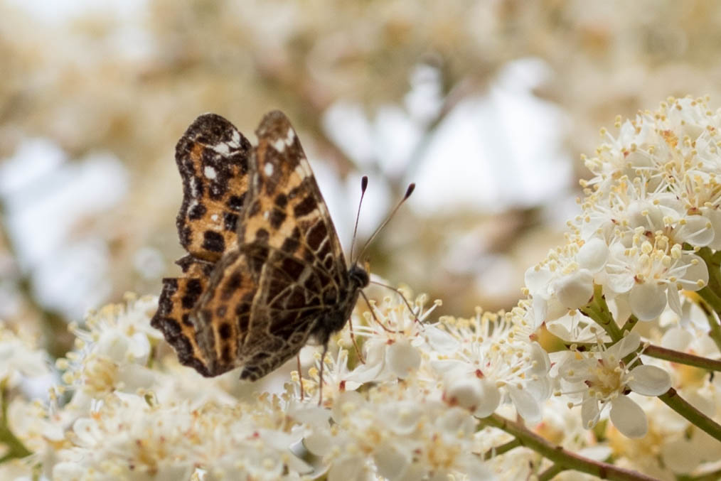 Mein erster Schmetterling..