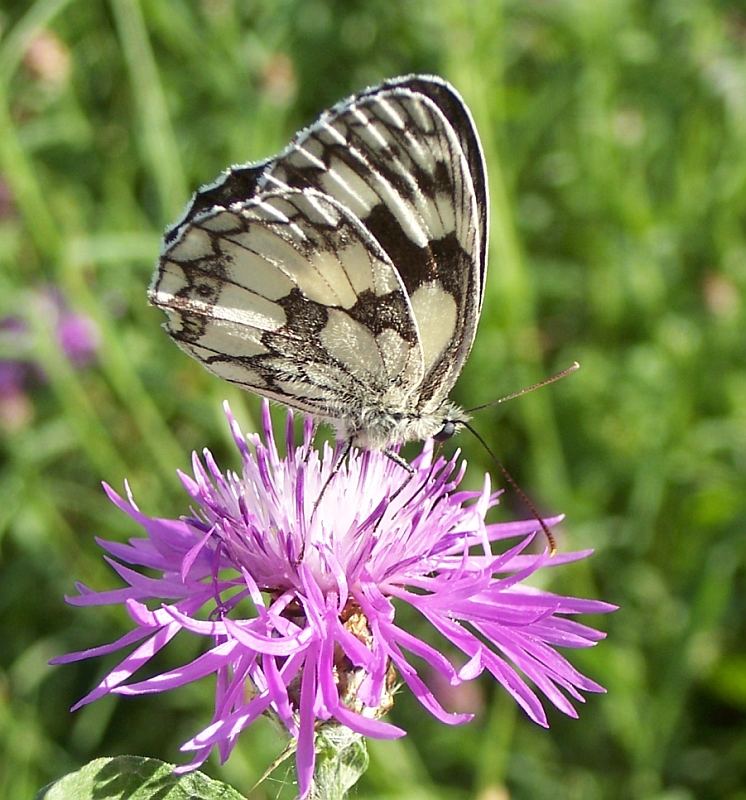 Mein erster Schmetterling