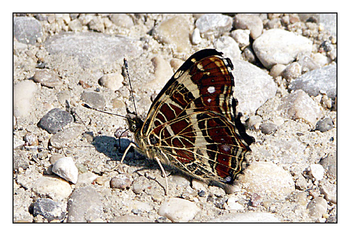 mein erster schmetterling