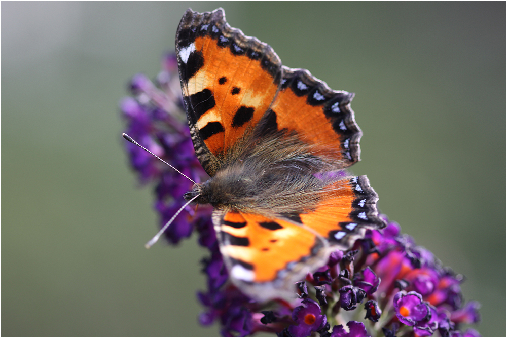 Mein erster Schmetterling