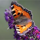 Mein erster Schmetterling