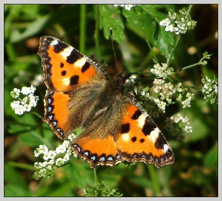 Mein erster Schmetterling