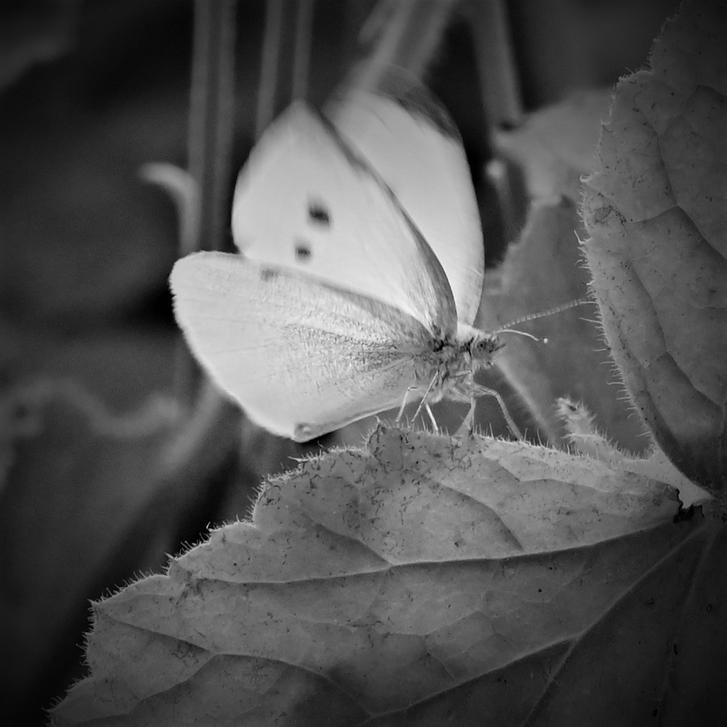 Mein erster Schmetterling...