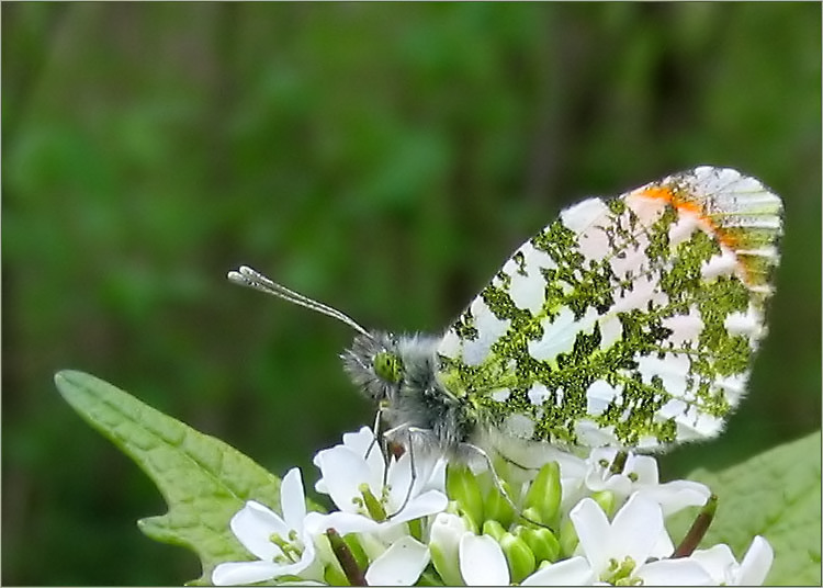 Mein erster Schmetterling ..