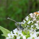 Mein erster Schmetterling ..