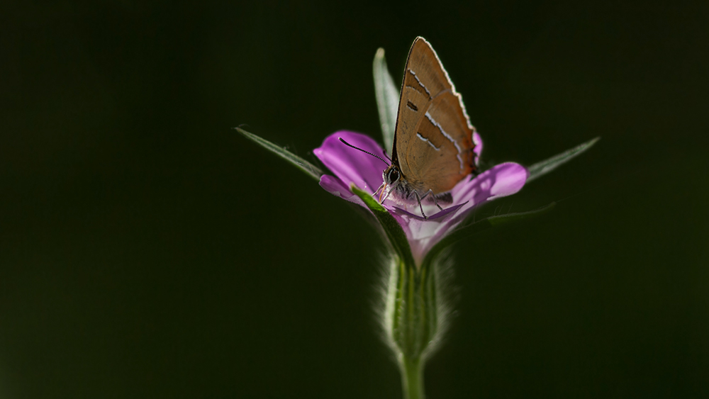 Mein erster Schmetterling :)