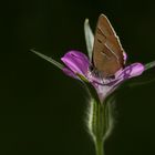 Mein erster Schmetterling :)