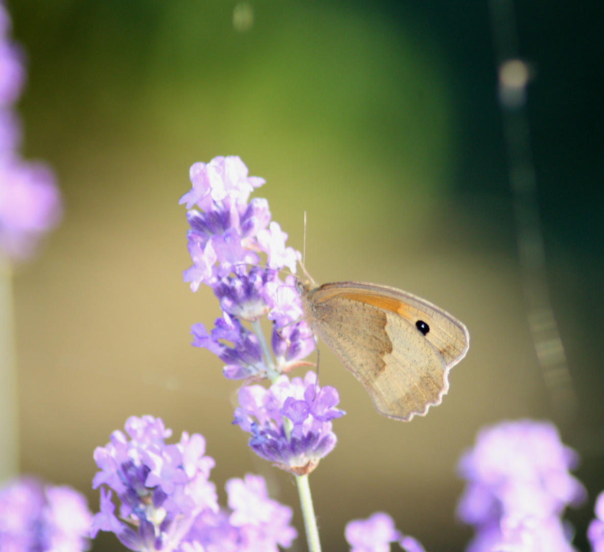 mein erster Schmetterling