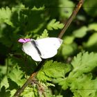 Mein erster Schmetterling