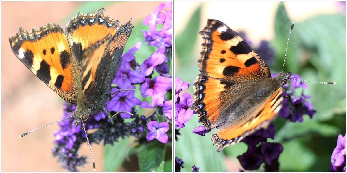 Mein erster Schmetterling