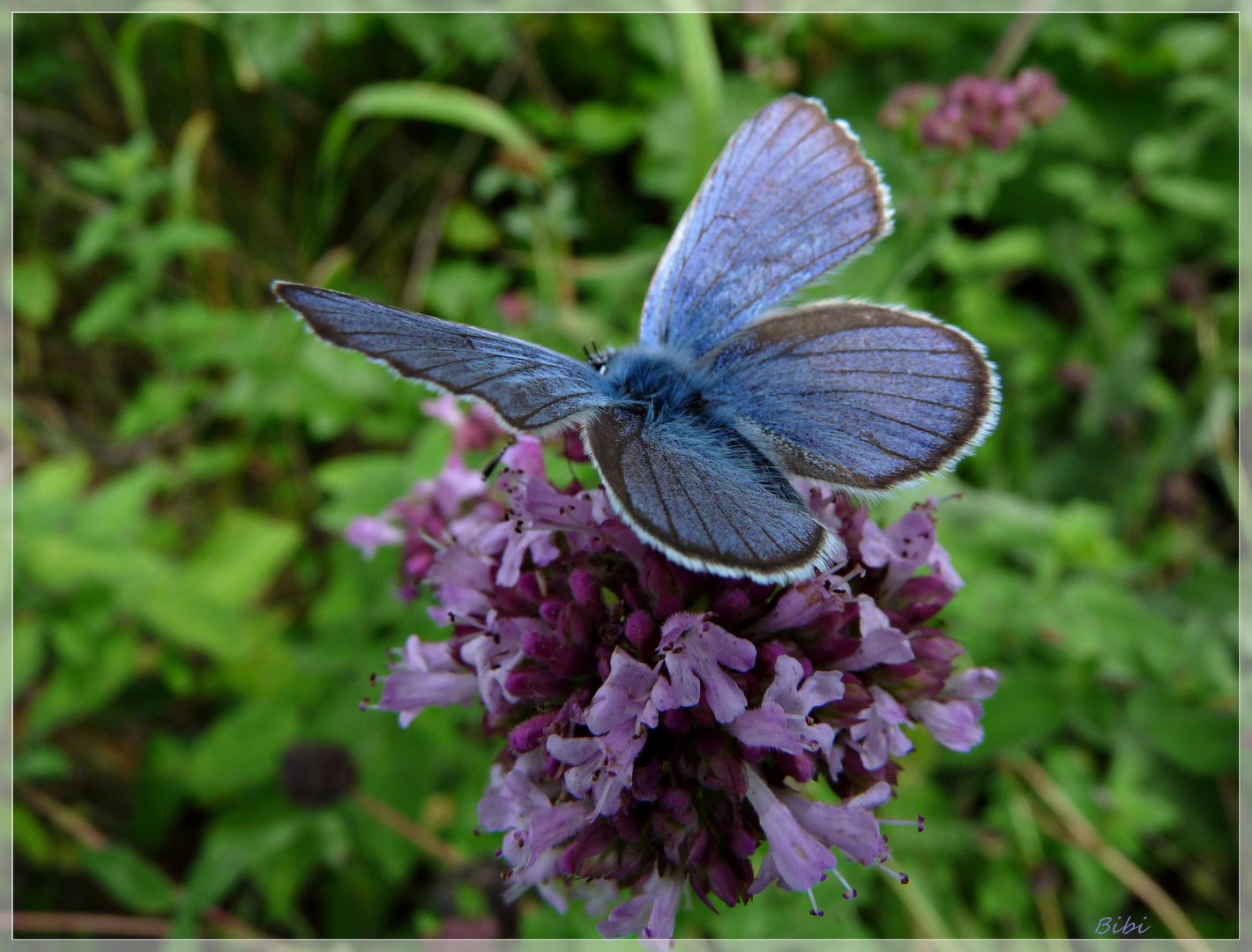 *mein erster Schmetterling*