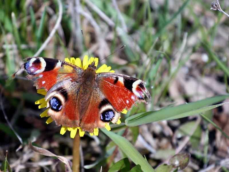 mein erster Schmetterling