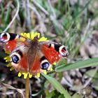 mein erster Schmetterling