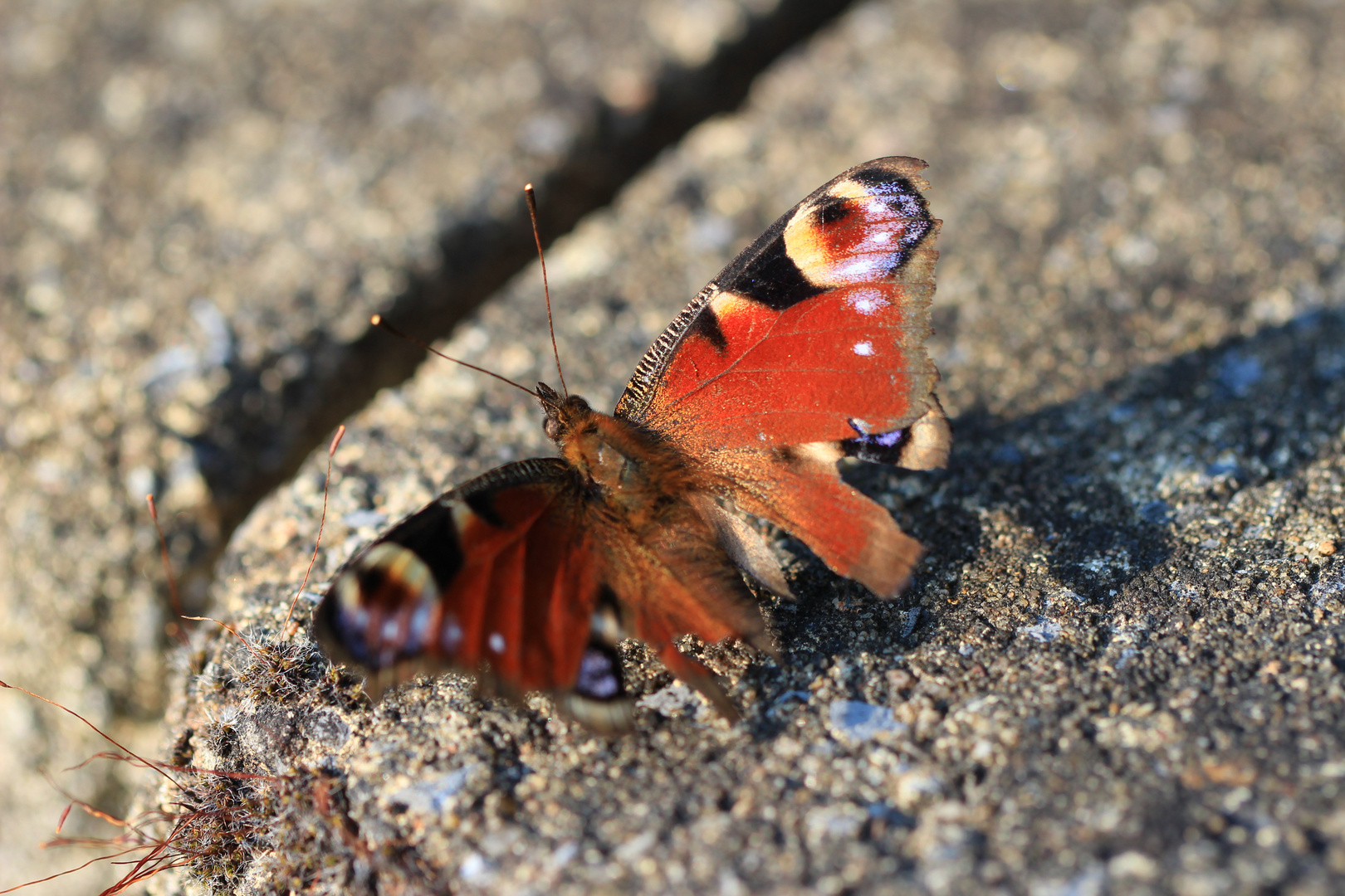 Mein erster Schmetterling