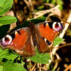 Mein erster Schmetterling