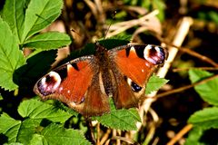 Mein erster Schmetterling